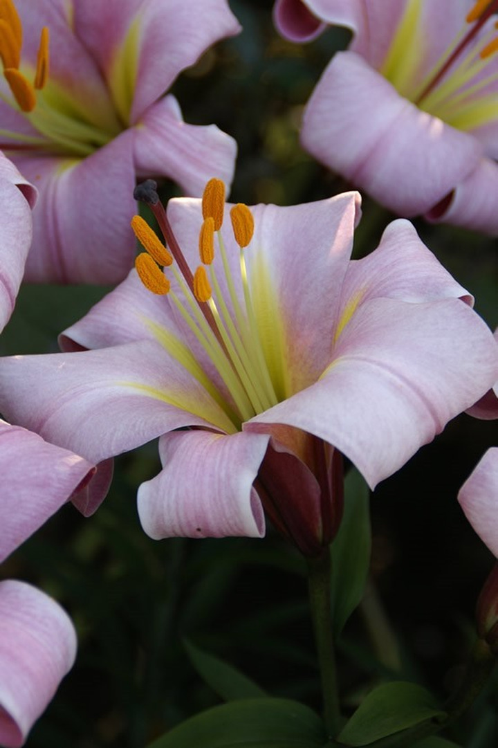 Lelija (Lot Lilium) 'Pink Planet'-LELIJOS-SVOGŪNINĖS GĖLĖS