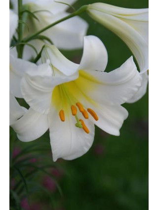 Lelija (Lot Lilium) 'Regale Album'-LELIJOS-SVOGŪNINĖS GĖLĖS