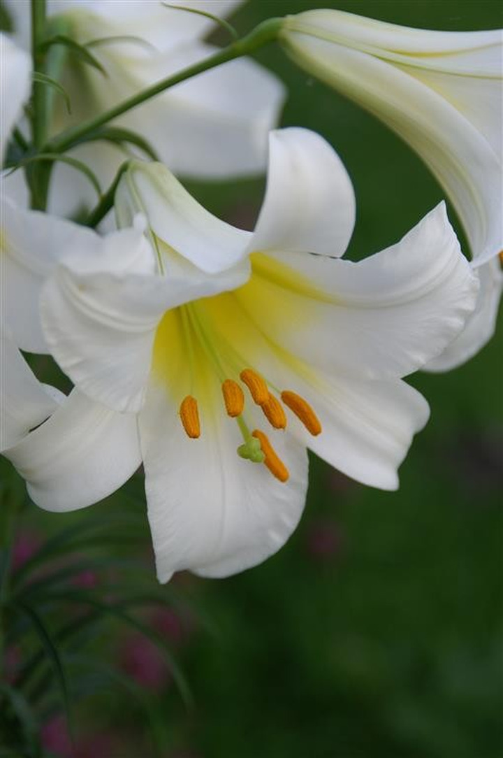 Lelija (Lot Lilium) 'Regale Album'-LELIJOS-SVOGŪNINĖS GĖLĖS