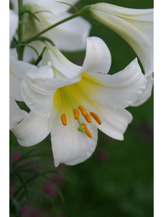 Lelija (Lot Lilium) 'Regale Album'-LELIJOS-SVOGŪNINĖS GĖLĖS