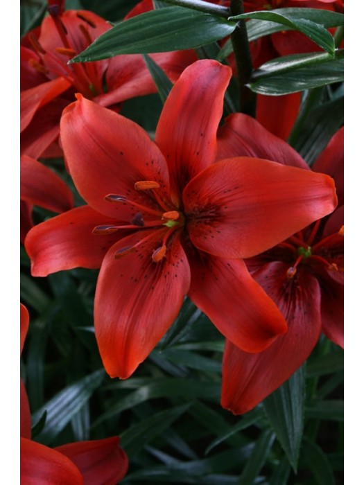 Lelija (Lot Lilium) 'Red County'-LELIJOS-SVOGŪNINĖS GĖLĖS