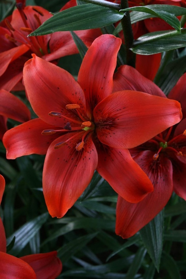 Lelija (Lot Lilium) 'Red County'-LELIJOS-SVOGŪNINĖS GĖLĖS