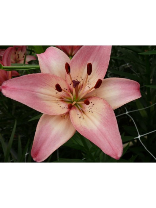 Lelija (Lot Lilium) 'Rosella's Dream'-LELIJOS-SVOGŪNINĖS GĖLĖS