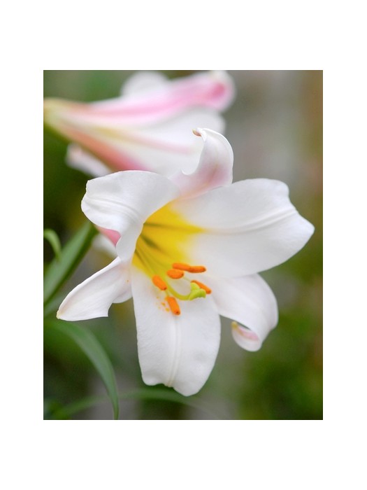 Lelijos vamzdelinės (Lot Lilium regale)-LELIJOS-SVOGŪNINĖS GĖLĖS
