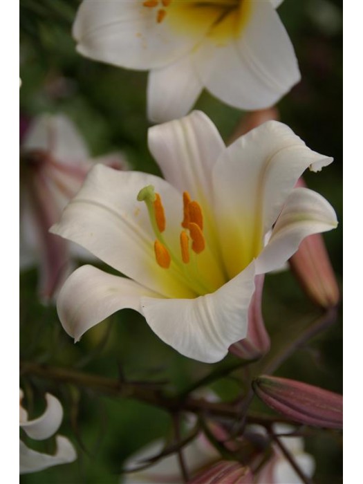 Lelijos vamzdelinės (Lot Lilium regale)-LELIJOS-SVOGŪNINĖS GĖLĖS