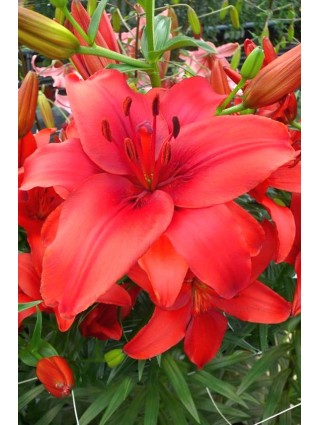 Lelija (Lot Lilium) 'Red Highland'-LELIJOS-SVOGŪNINĖS GĖLĖS
