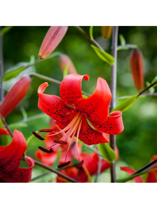 Lelija (Lot Lilium) 'Red Life'-LELIJOS-SVOGŪNINĖS GĖLĖS