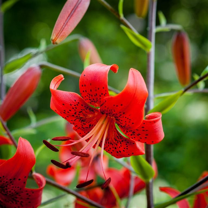 Lelija (Lot Lilium) 'Red Life'-LELIJOS-SVOGŪNINĖS GĖLĖS