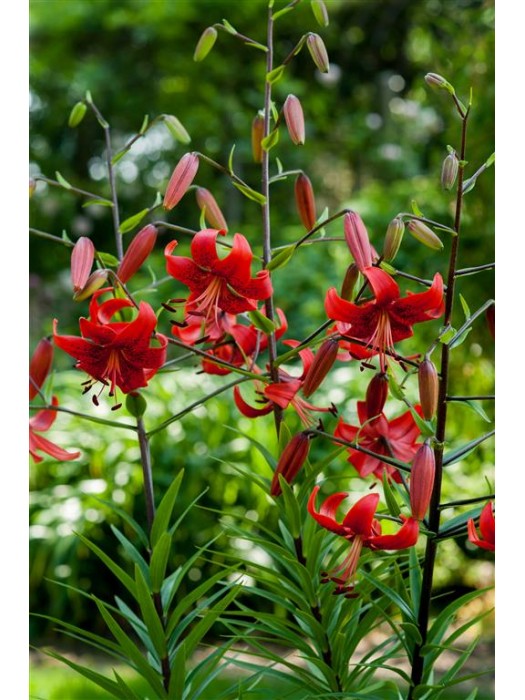 Lelija (Lot Lilium) 'Red Life'-LELIJOS-SVOGŪNINĖS GĖLĖS