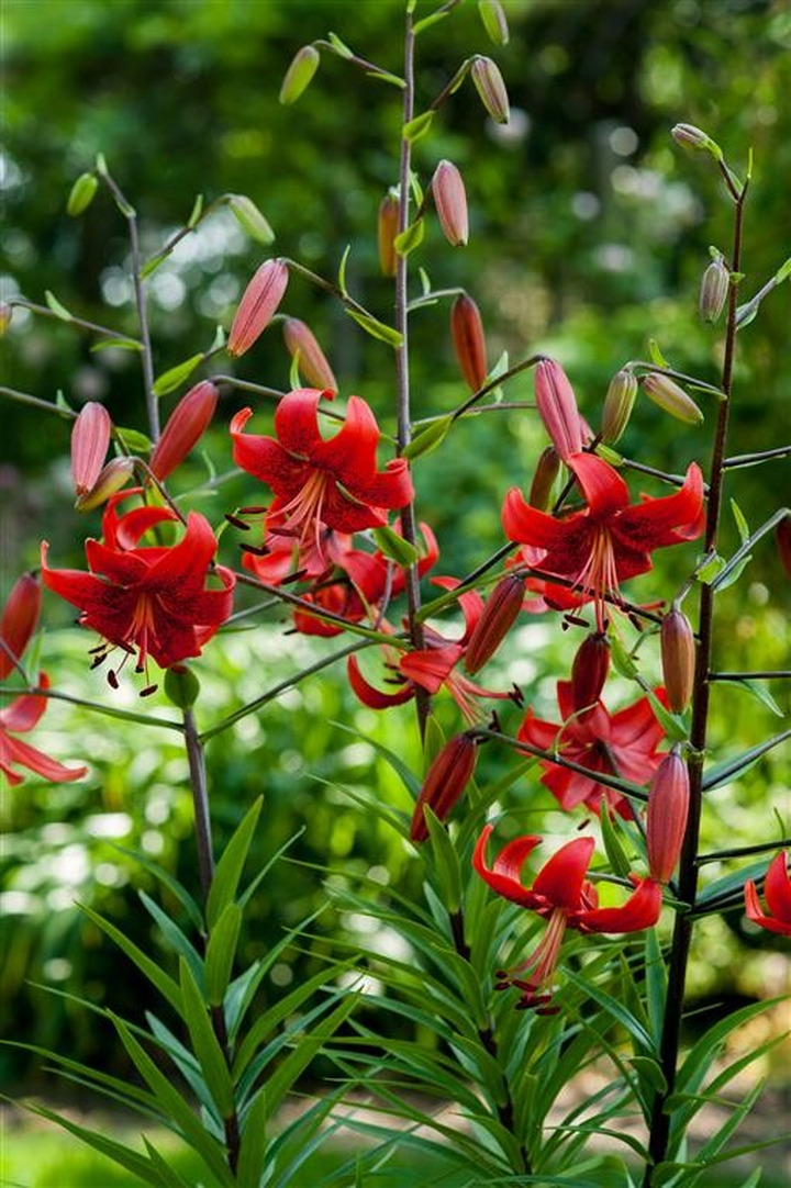 Lelija (Lot Lilium) 'Red Life'-LELIJOS-SVOGŪNINĖS GĖLĖS