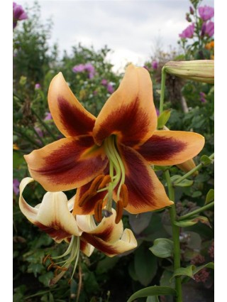 Lelija (Lot Lilium) 'Red Morning'-LELIJOS-SVOGŪNINĖS GĖLĖS