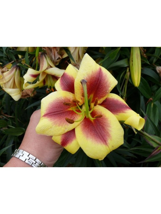 Lelija (Lot Lilium) 'Robert Swanson'-LELIJOS-SVOGŪNINĖS GĖLĖS