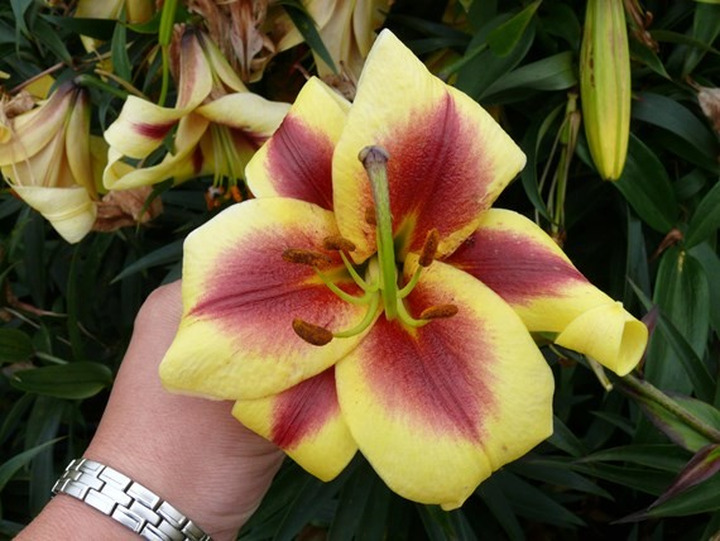 Lelija (Lot Lilium) 'Robert Swanson'-LELIJOS-SVOGŪNINĖS GĖLĖS