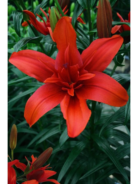 Lelija (Lot Lilium) 'Red Twin'-LELIJOS-SVOGŪNINĖS GĖLĖS