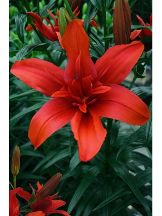 Lelija (Lot Lilium) 'Red Twin'-LELIJOS-SVOGŪNINĖS GĖLĖS