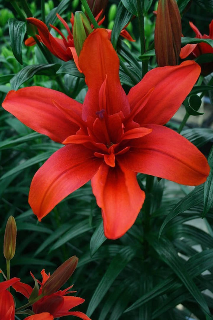 Lelija (Lot Lilium) 'Red Twin'-LELIJOS-SVOGŪNINĖS GĖLĖS