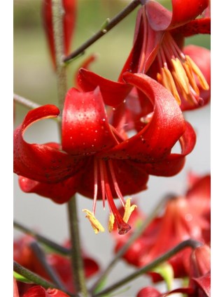 Lelija (Lot Lilium) 'Red Velvet'-LELIJOS-SVOGŪNINĖS GĖLĖS