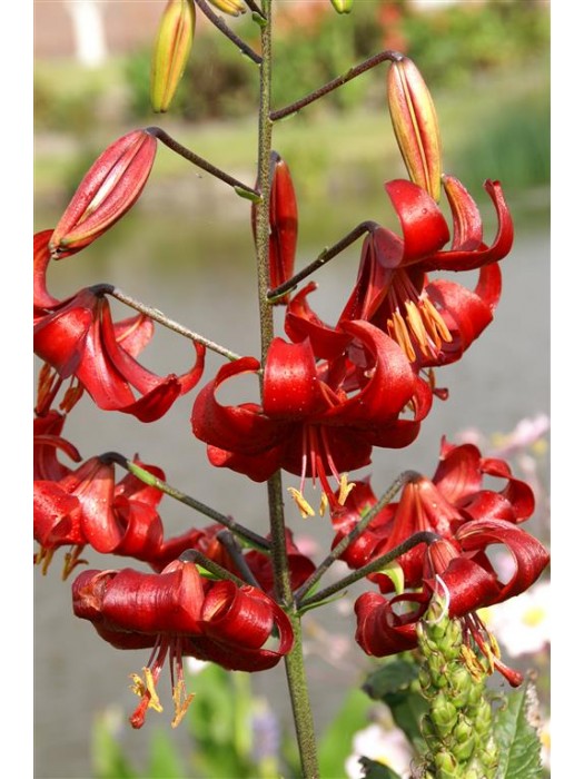 Lelija (Lot Lilium) 'Red Velvet'-LELIJOS-SVOGŪNINĖS GĖLĖS