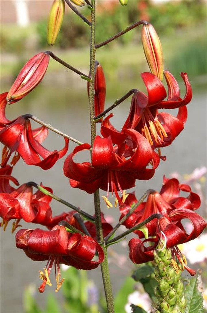 Lelija (Lot Lilium) 'Red Velvet'-LELIJOS-SVOGŪNINĖS GĖLĖS