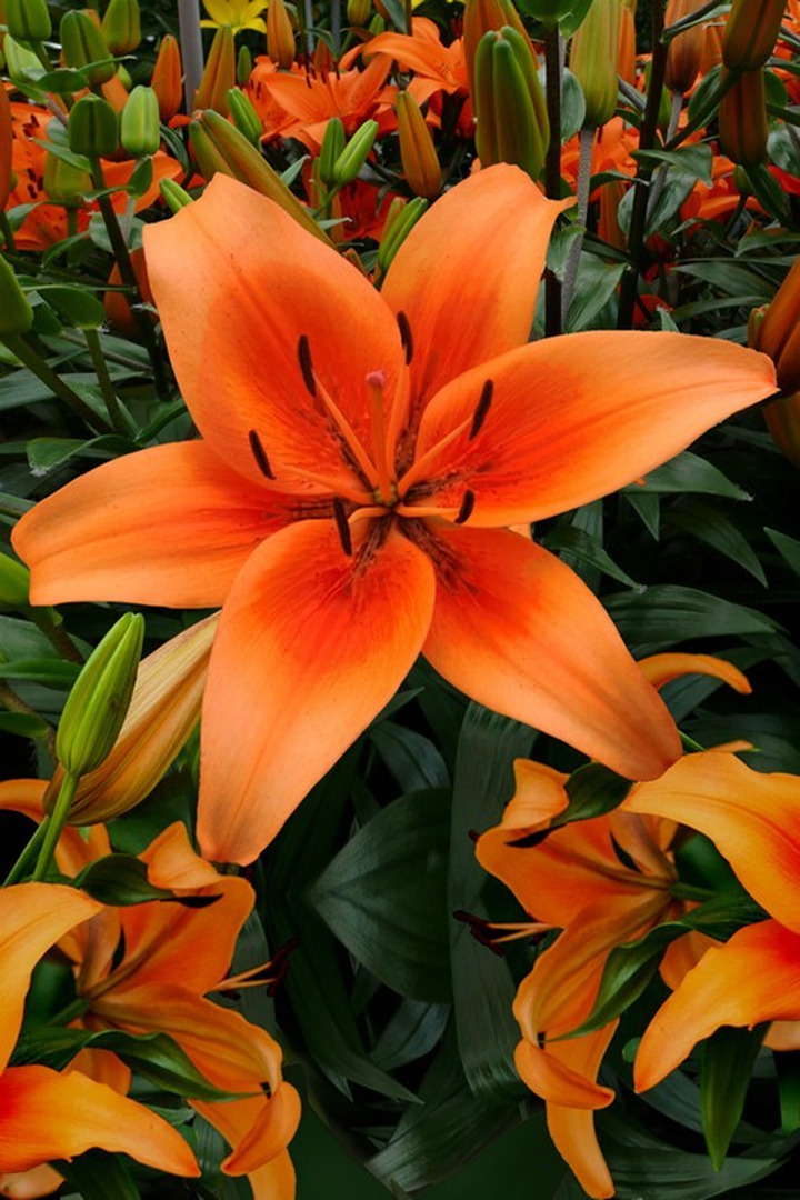 Lelija (Lot Lilium) 'Sunset Boulevard'-LELIJOS-SVOGŪNINĖS GĖLĖS