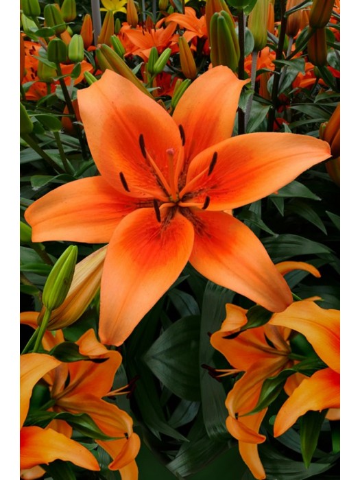 Lelija (Lot Lilium) 'Sunset Boulevard'-LELIJOS-SVOGŪNINĖS GĖLĖS