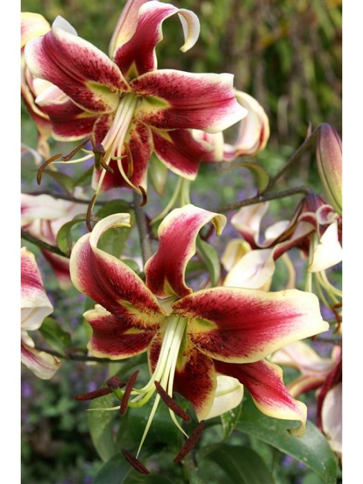 Lelija (Lot Lilium) 'Scheherazade'-LELIJOS-SVOGŪNINĖS GĖLĖS