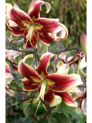 Lelija (Lot Lilium) 'Scheherazade'-LELIJOS-SVOGŪNINĖS GĖLĖS