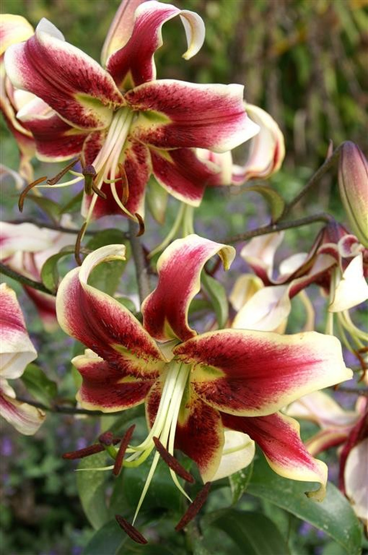 Lelija (Lot Lilium) 'Scheherazade'-LELIJOS-SVOGŪNINĖS GĖLĖS