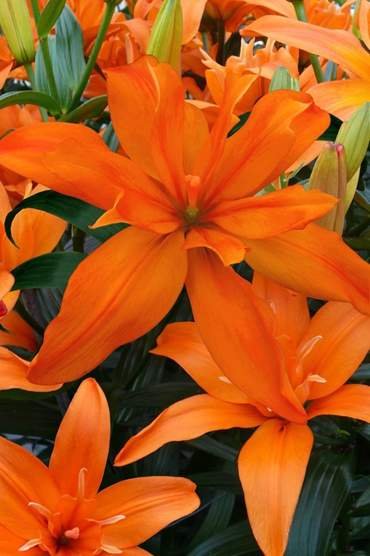 Lelija (Lot Lilium) 'Scoubidou'-LELIJOS-SVOGŪNINĖS GĖLĖS