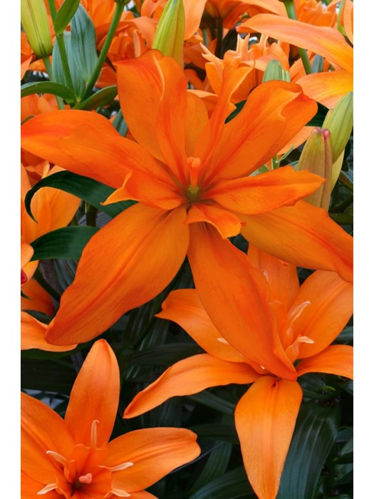 Lelija (Lot Lilium) 'Scoubidou'-LELIJOS-SVOGŪNINĖS GĖLĖS