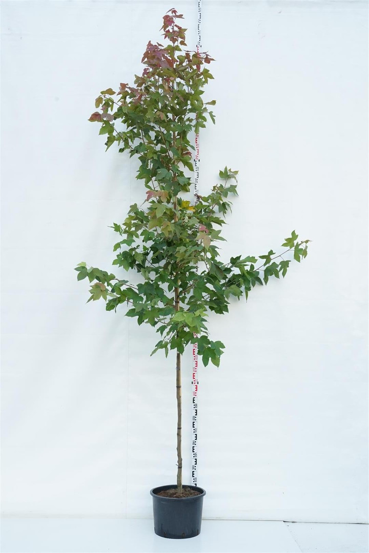 Dervamedis tikrasis (Lot Liquidambar st.) 'Ellen' C25 KOTO APIMTIS 6-8 CM-DERVAMEDŽIAI-MEDŽIAI