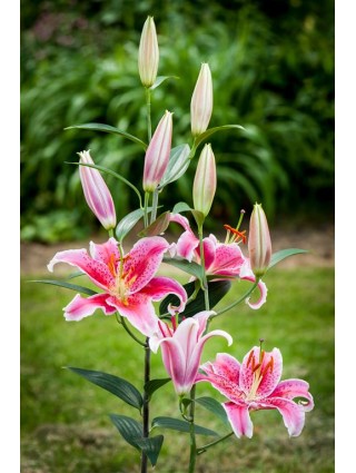 Lelija (Lot Lilium) 'Star Gazer'-LELIJOS-SVOGŪNINĖS GĖLĖS