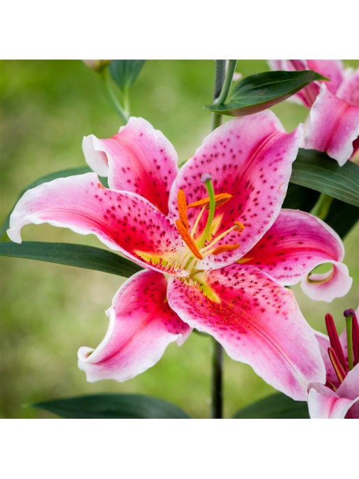 Lelija (Lot Lilium) 'Star Gazer'-LELIJOS-SVOGŪNINĖS GĖLĖS