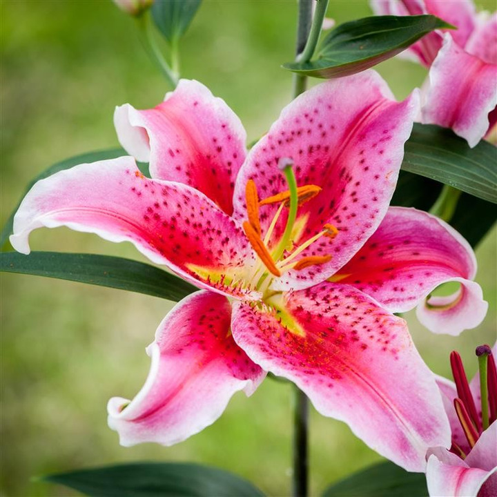 Lelija (Lot Lilium) 'Star Gazer'-LELIJOS-SVOGŪNINĖS GĖLĖS