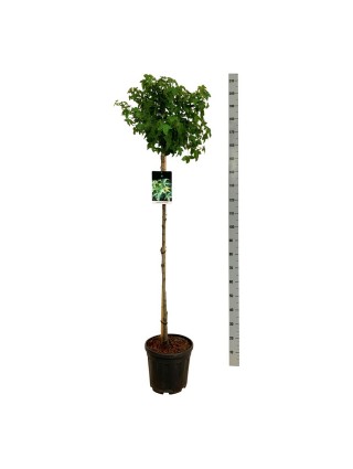 Dervamedis tikrasis (Lot Liquidambar st.) 'Gum Ball' C15 KOTAS 120 CM-DERVAMEDŽIAI-MEDŽIAI