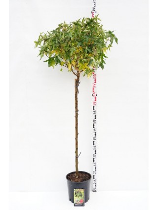 Dervamedis tikrasis (Lot Liquidambar st.) 'Gum Ball' C12 KOTAS 125 CM-DERVAMEDŽIAI-MEDŽIAI