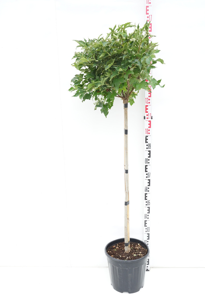 Dervamedis tikrasis (Lot Liquidambar st.) 'Gum Ball' C15 KOTAS 100 CM-DERVAMEDŽIAI-MEDŽIAI