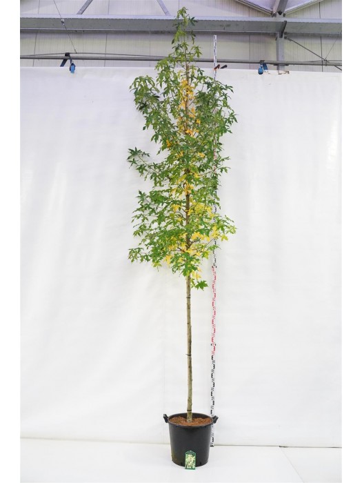 Dervamedis tikrasis (Lot Liquidambar st.) 'Jason' C50 KOTO APIMTIS 10-12 CM-DERVAMEDŽIAI-MEDŽIAI