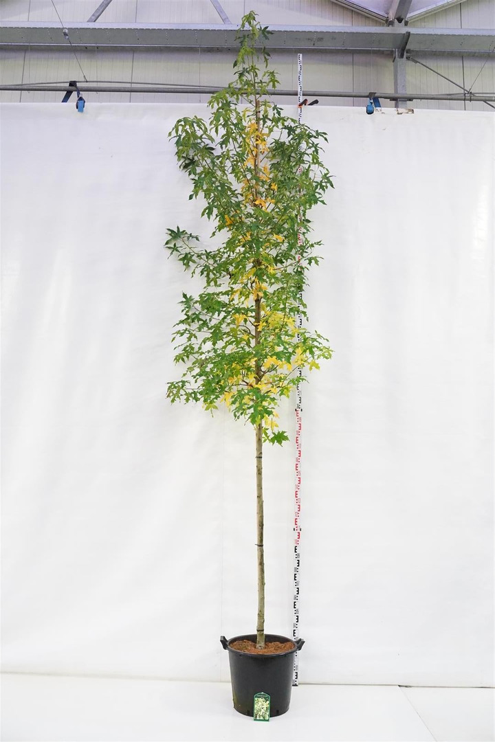 Dervamedis tikrasis (Lot Liquidambar st.) 'Jason' C50 KOTO APIMTIS 10-12 CM-DERVAMEDŽIAI-MEDŽIAI