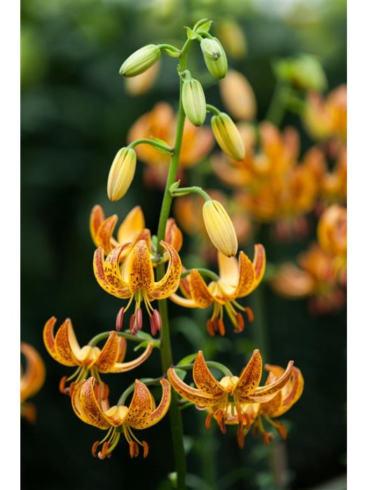 Lelija (Lot Lilium) 'Sunny Morning'-LELIJOS-SVOGŪNINĖS GĖLĖS