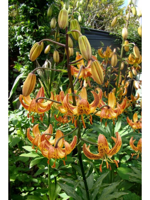 Lelija (Lot Lilium) 'Sunny Morning'-LELIJOS-SVOGŪNINĖS GĖLĖS