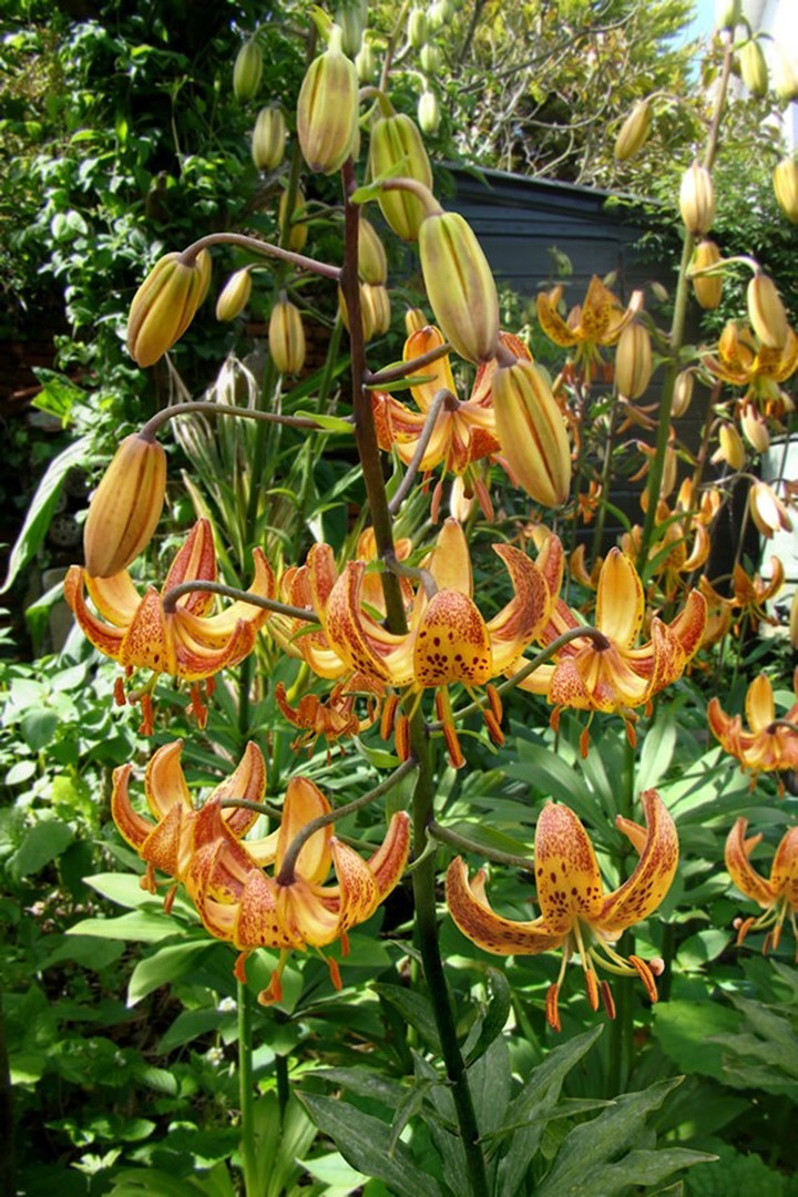 Lelija (Lot Lilium) 'Sunny Morning'-LELIJOS-SVOGŪNINĖS GĖLĖS