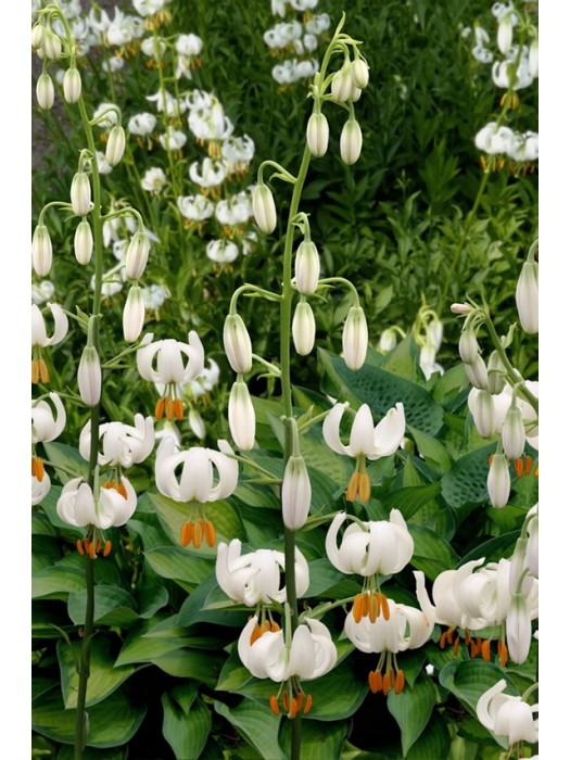 Lelija (Lot Lilium) 'Snowy Morning'-LELIJOS-SVOGŪNINĖS GĖLĖS