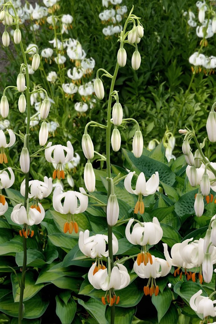 Lelija (Lot Lilium) 'Snowy Morning'-LELIJOS-SVOGŪNINĖS GĖLĖS