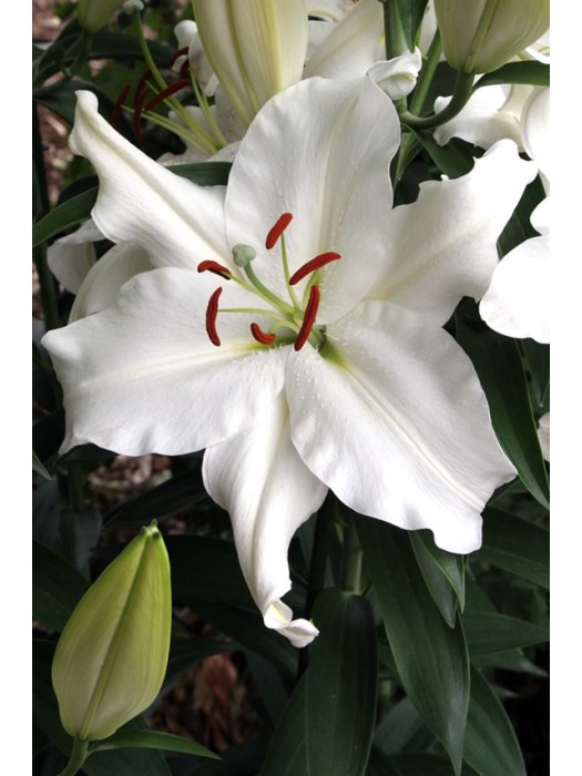 Lelija (Lot Lilium) 'Snowy Mountain'-LELIJOS-SVOGŪNINĖS GĖLĖS