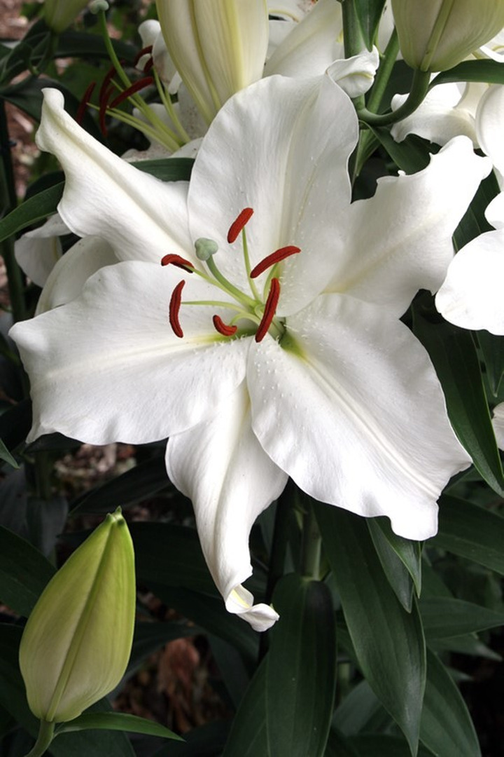 Lelija (Lot Lilium) 'Snowy Mountain'-LELIJOS-SVOGŪNINĖS GĖLĖS