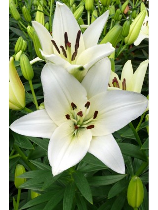 Lelija (Lot Lilium) 'Snowdon'-LELIJOS-SVOGŪNINĖS GĖLĖS