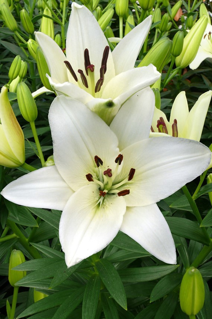 Lelija (Lot Lilium) 'Snowdon'-LELIJOS-SVOGŪNINĖS GĖLĖS