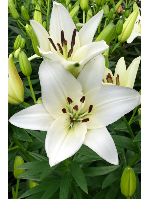 Lelija (Lot Lilium) 'Snowdon'-LELIJOS-SVOGŪNINĖS GĖLĖS