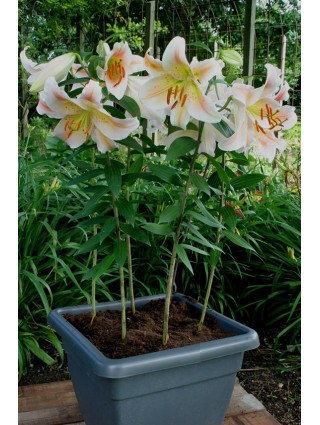 Lelija (Lot Lilium) 'Salmon Party'-LELIJOS-SVOGŪNINĖS GĖLĖS